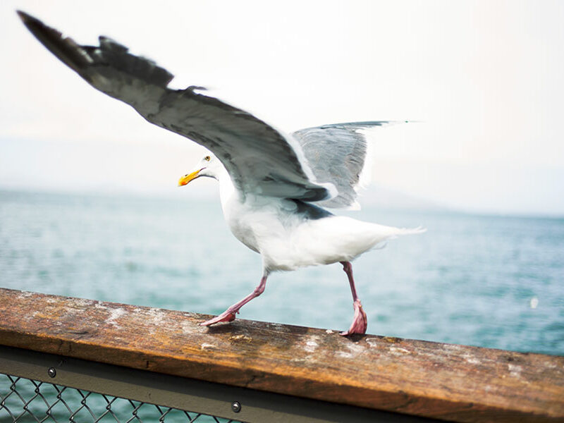 envole-mouette-morbihan Mouette prenant son envole