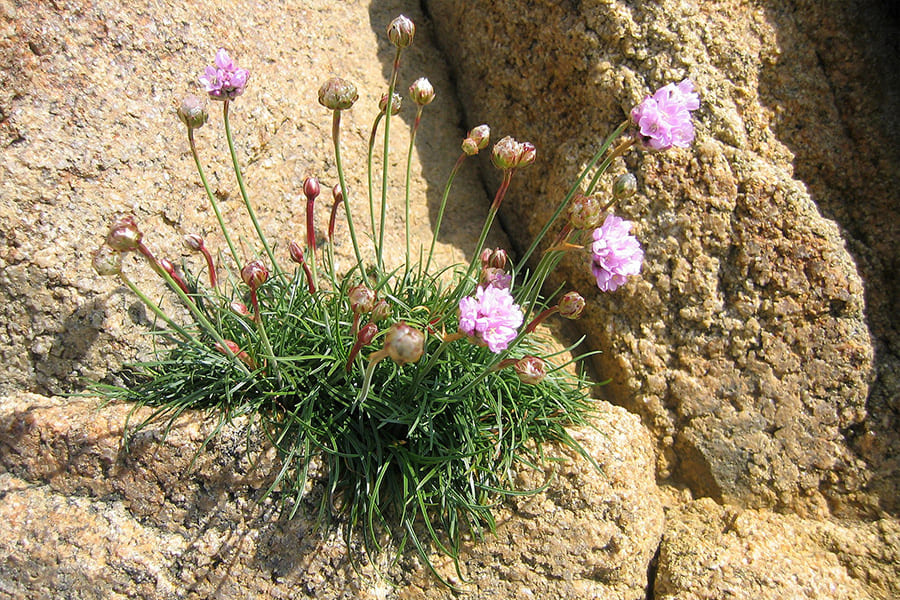 La Flore des dunes en Morbihan - Safran Vacances