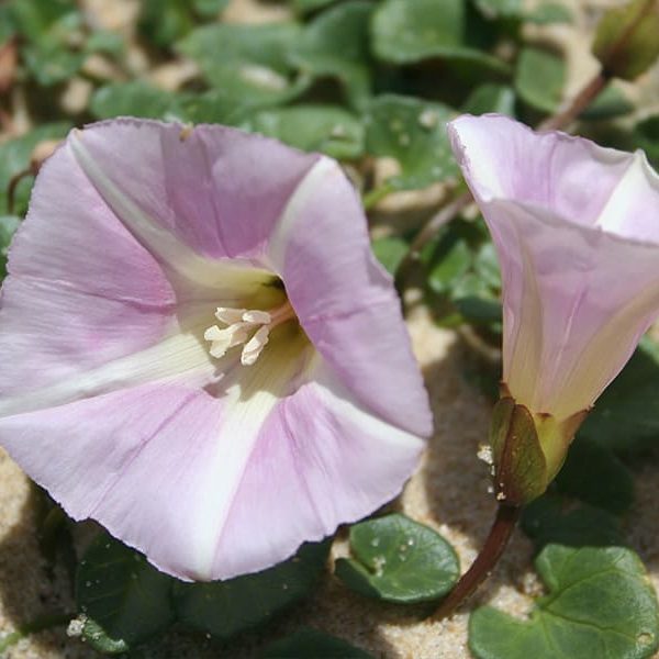 Calystegia-soldanella