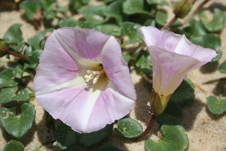 Calystegia-soldanella