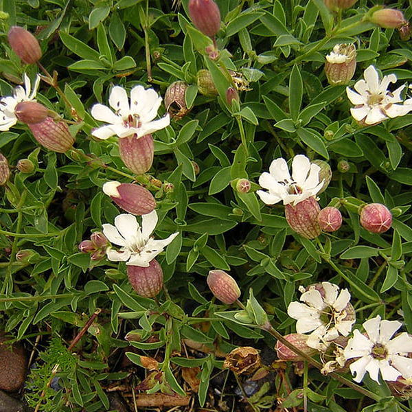 Silene-vulgaris-maritima