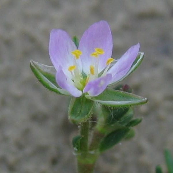 Spergularia