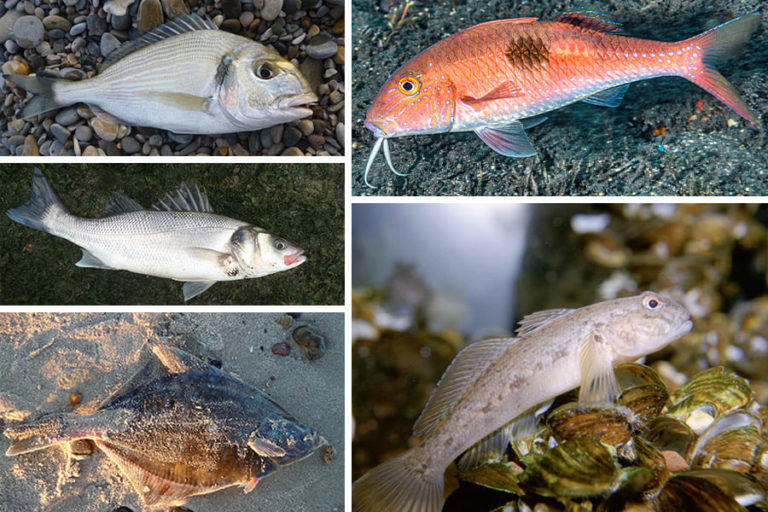 Les-poissons-du-Morbihan