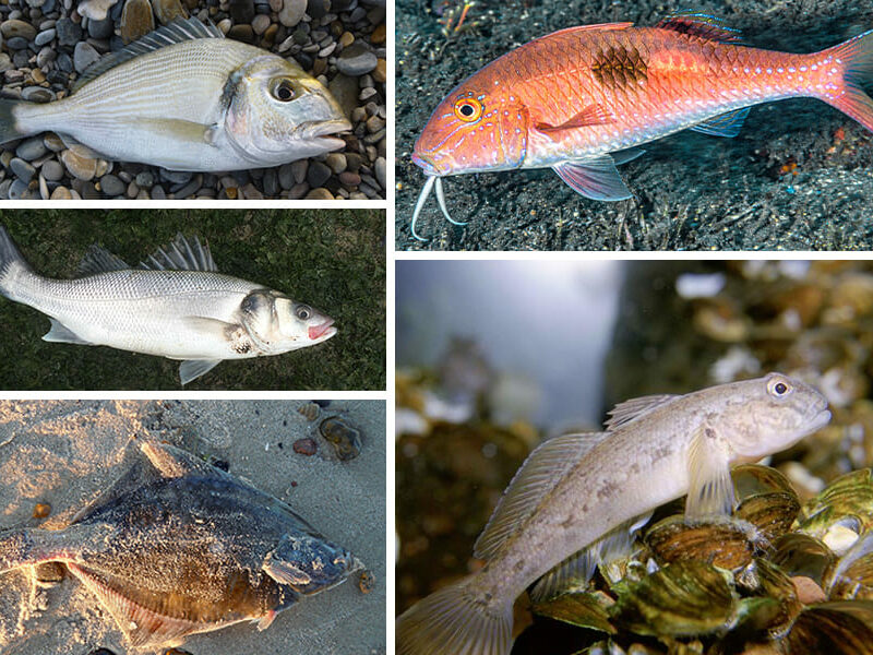 Les-poissons-du-Morbihan